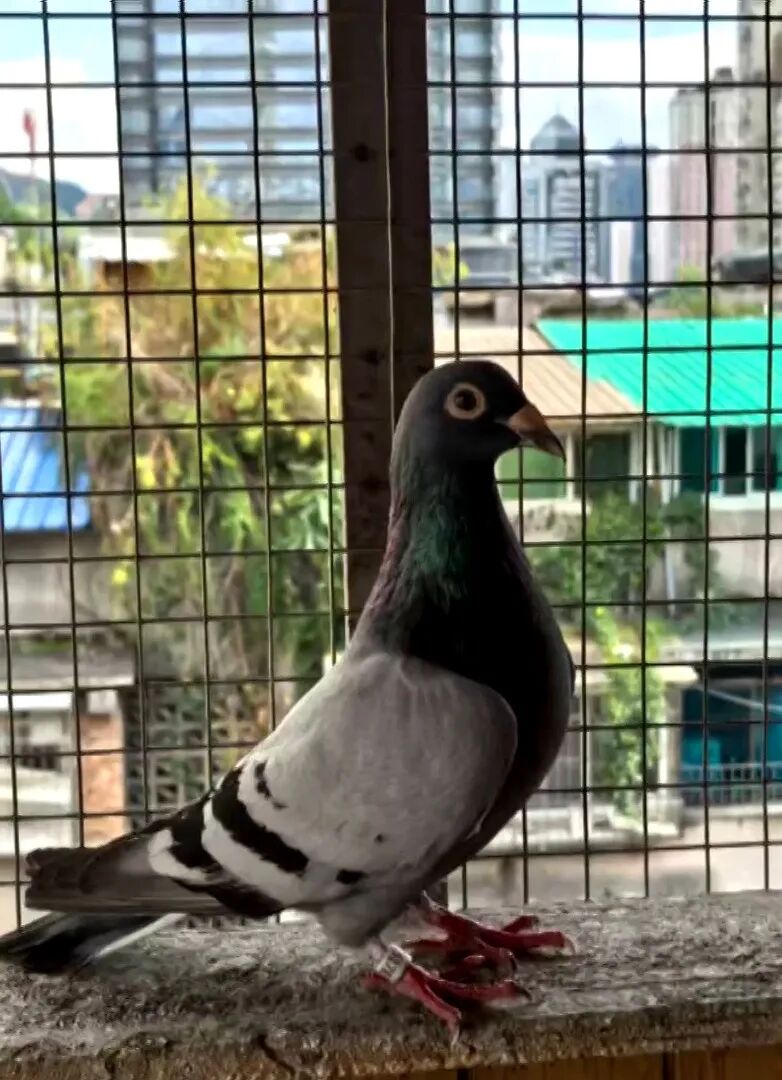 DƬ